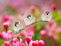 three plump birds on a branch